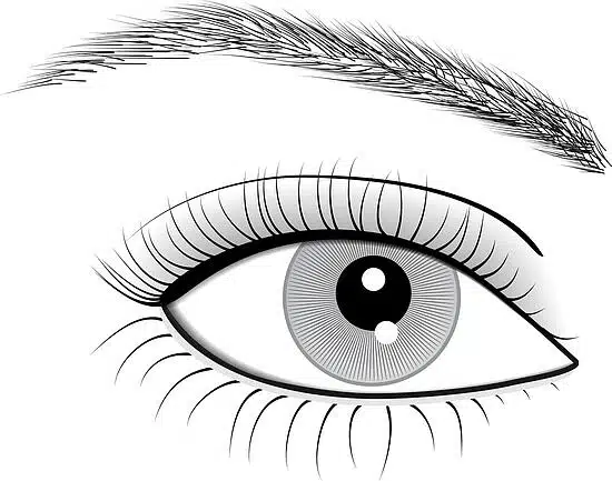 Paupières et protection des yeux